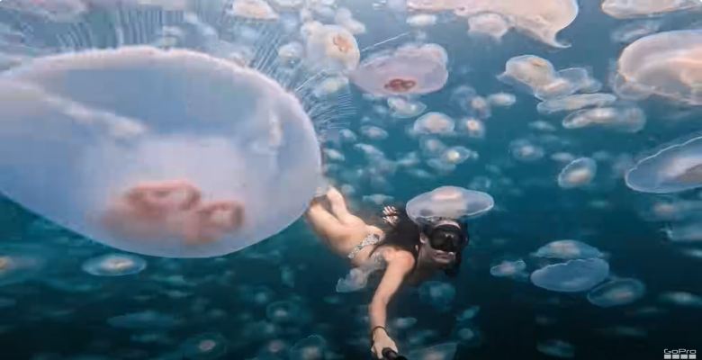 woman swimming with medusas in the open ocean