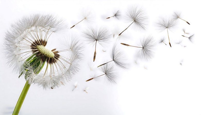 a dandelion in a white background