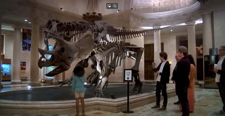 people looking at dinosaur bones in a museum