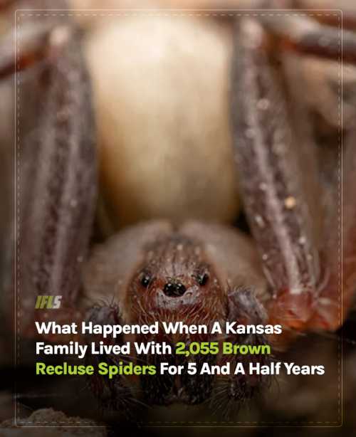 close shot of a brown recluse spider