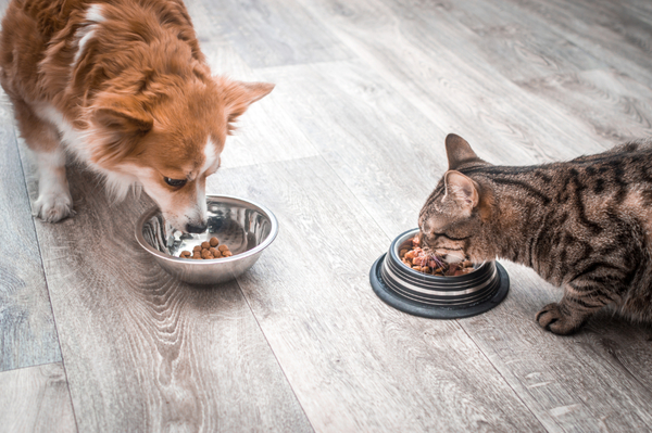 Cat and dog eating.