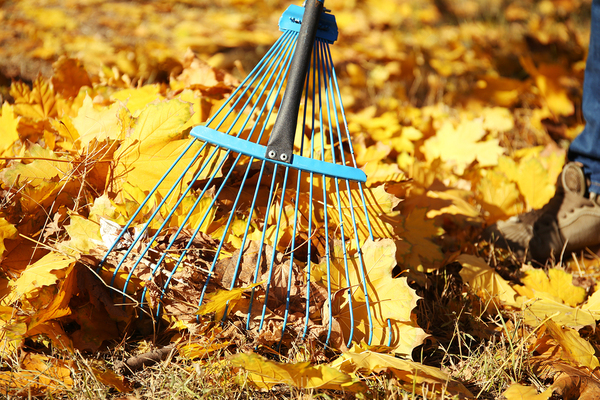 leaves being raked into a pile