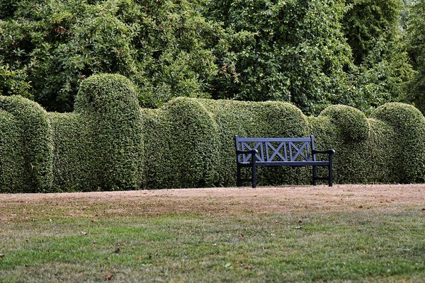 Beautiful border hedges with an iron bench.