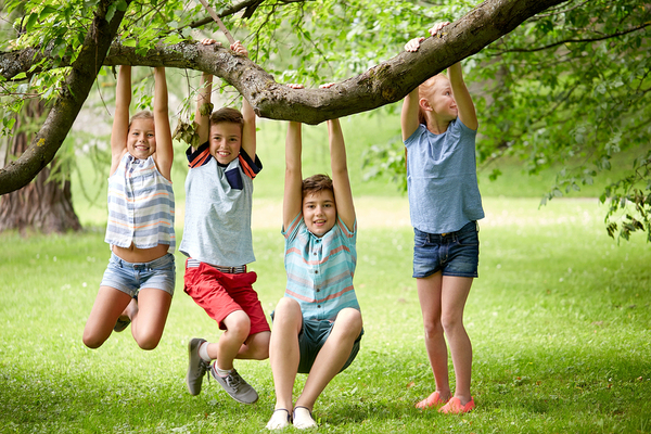 Children hanging from a large tree branch