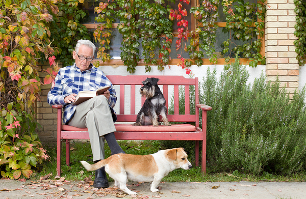 bigstock Senior Man With Book And Dogs