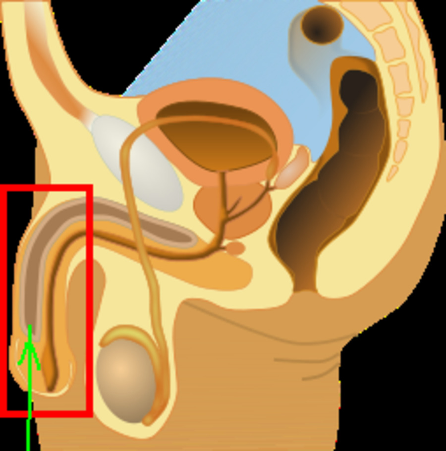 Diagram of male anatomy.