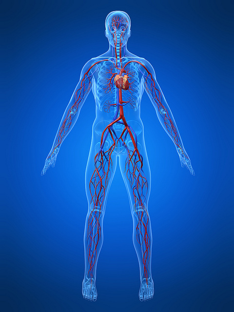 Erection and overall health