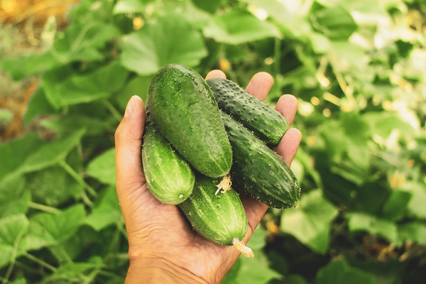 Person holding freshly picked cucumbers.