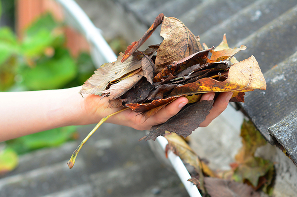 Clearing leaves from gutters.