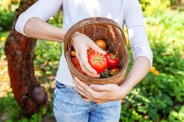 Person holding a basket filled with fresh tomatoes.