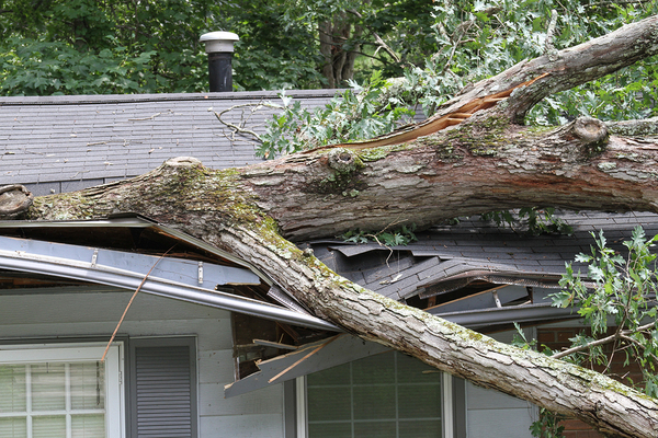 Roof shingles
