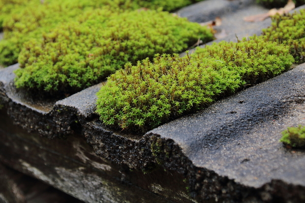 Seattle gutter guards