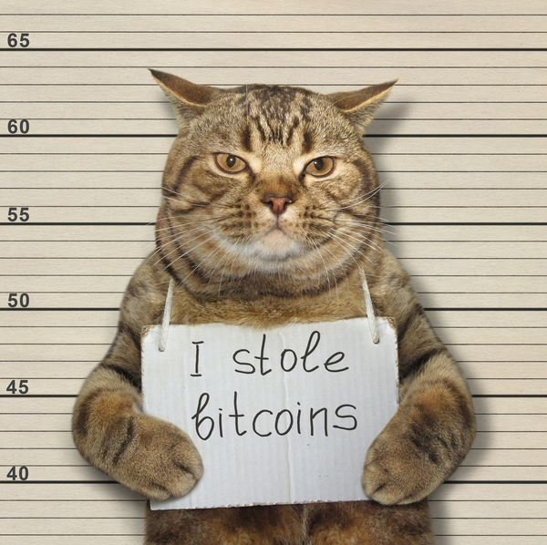 Cat holding a sign reading I stole bitcoins.