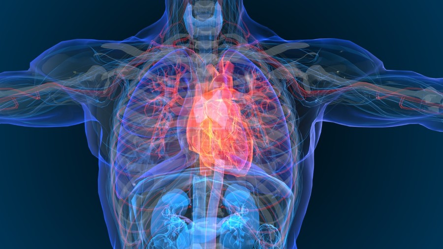 Human heart and ribcage.