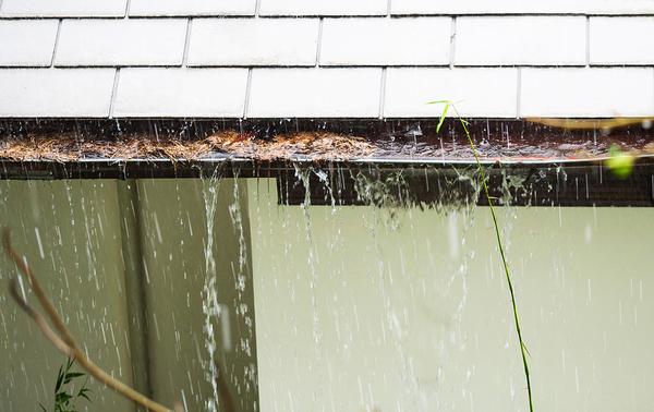 Gutters clogged with pine needles.