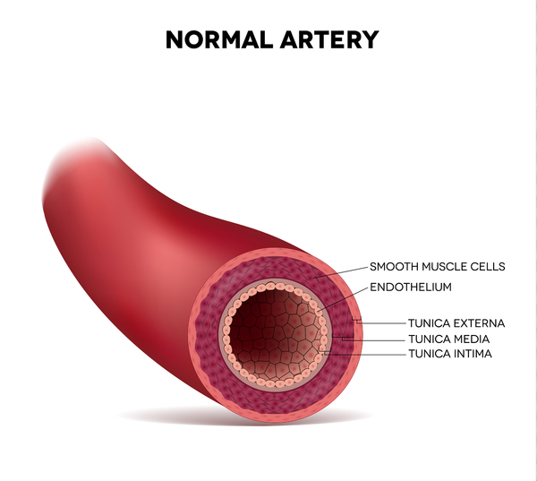 Erection health