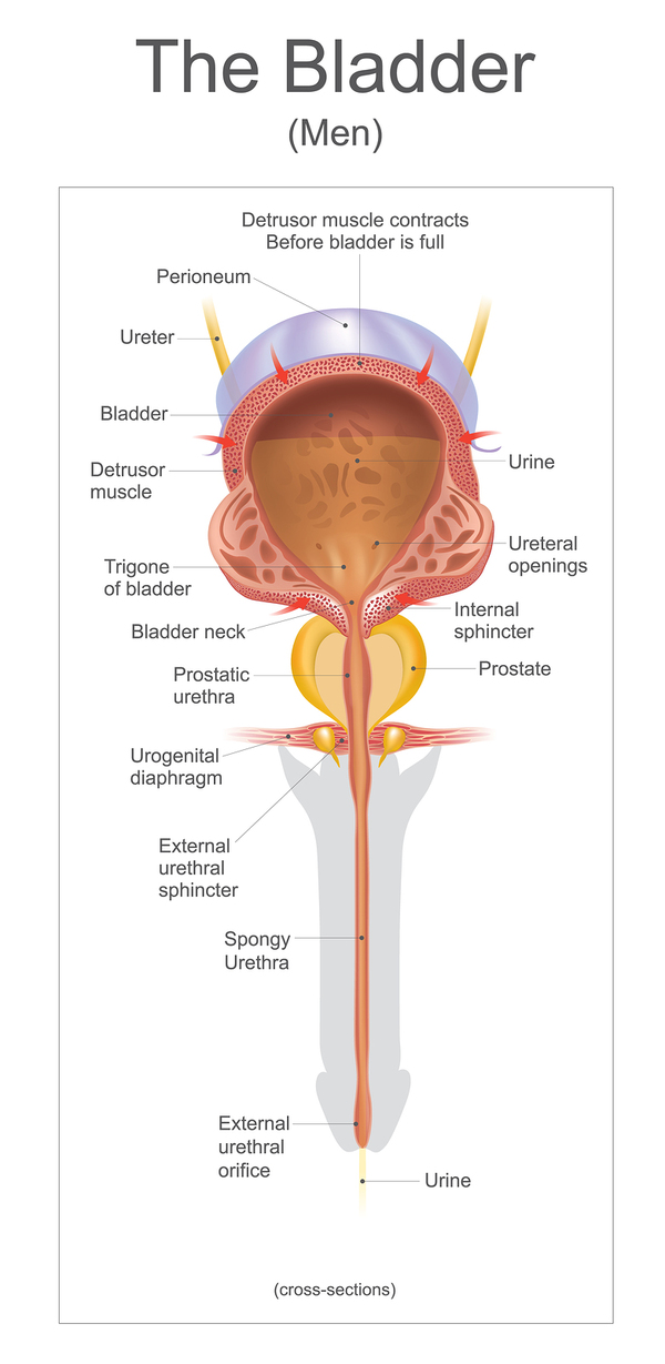 Diagram of a mans bladder.