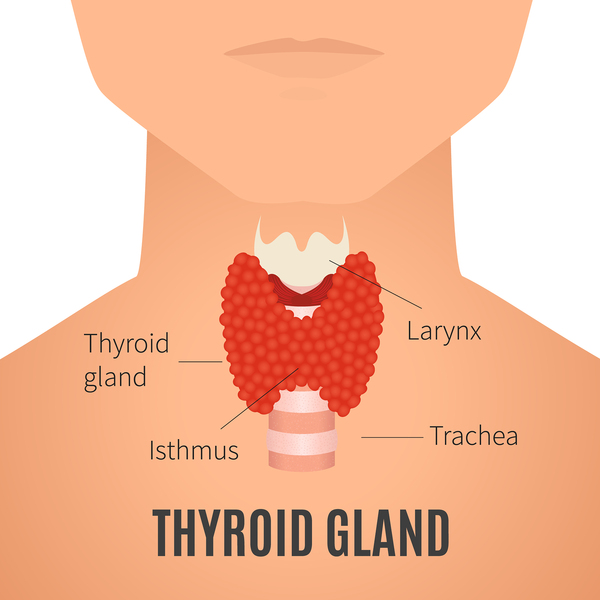 Could My Thyroid Disease Be Causing Male Impotence Online