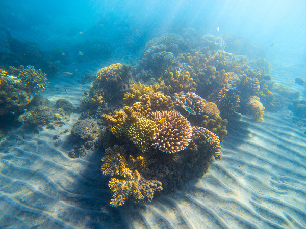 oceanography-career-helping-protect-marine-life-florida-tech-ecurrent