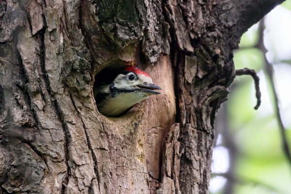 Bird nesting in a tree.