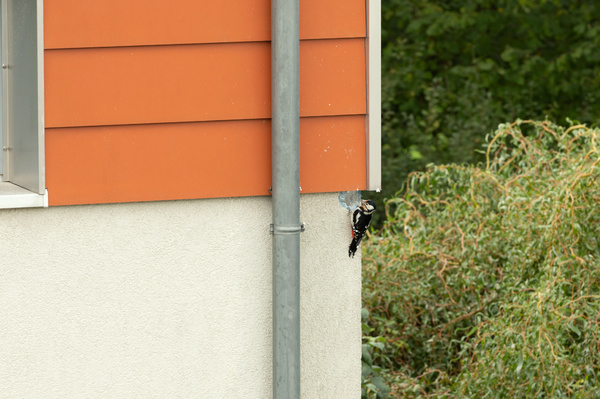 woodpecker on the side of a house.
