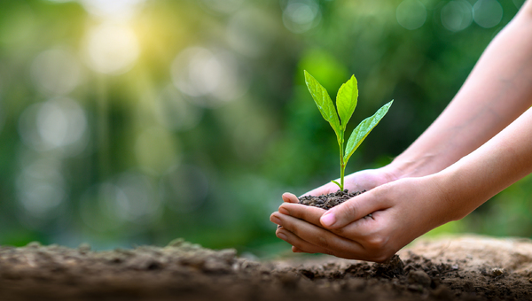 Person planting a tree.