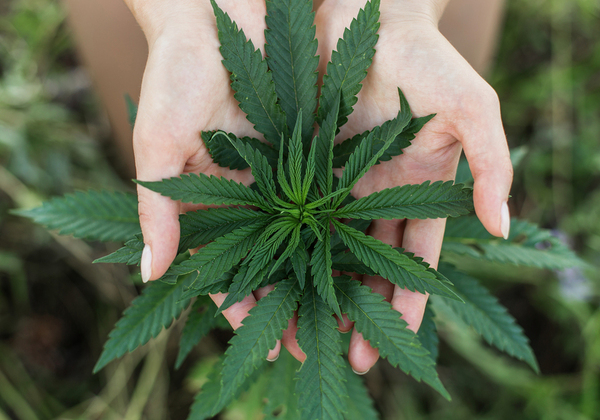 Medical marijuana and seniors