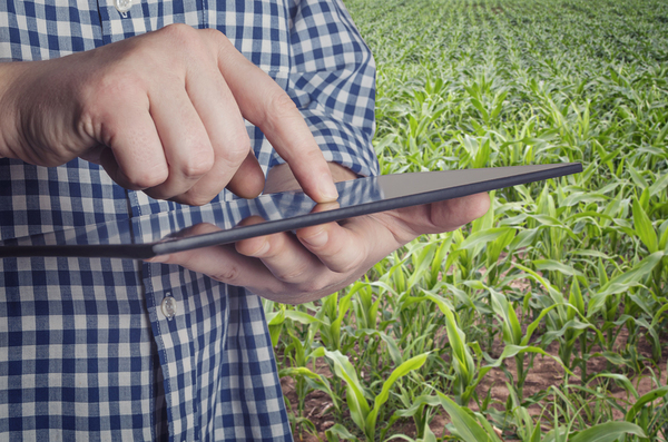 Farmer using a tablet in a field.