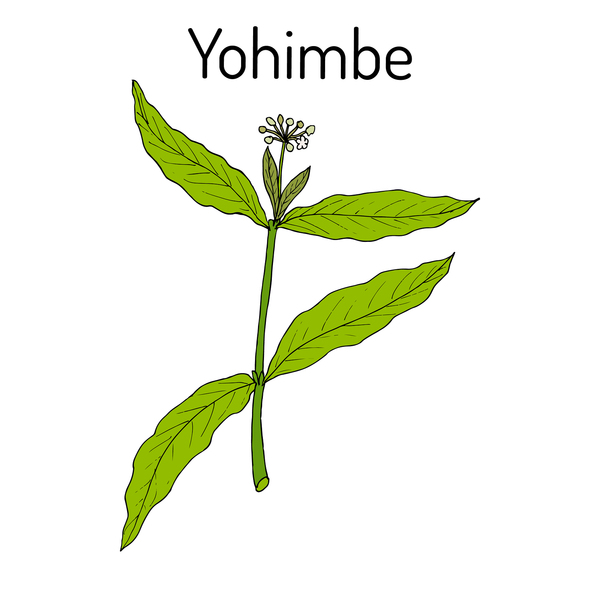 Yohimbe plant.