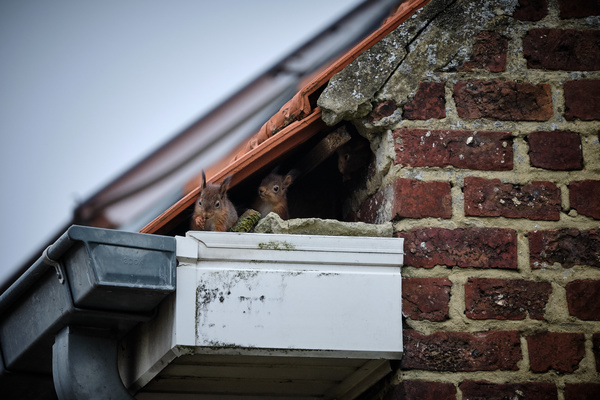 Squirrels in a gutter system.