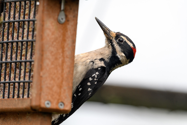 Woodpecker at a feeder.