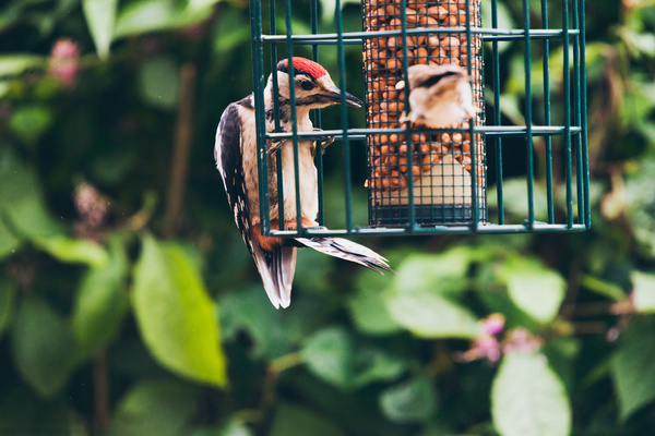 Woodpecker at a bird feeder.
