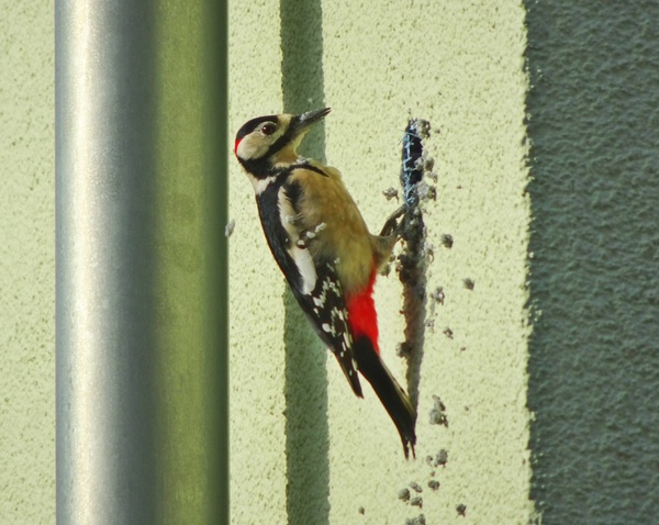 Woodpecker damaging a home.
