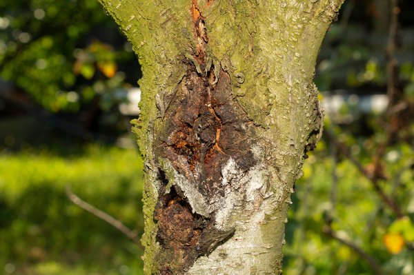Tree with signs of disease.