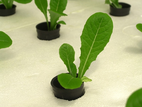 Dirt free veggies