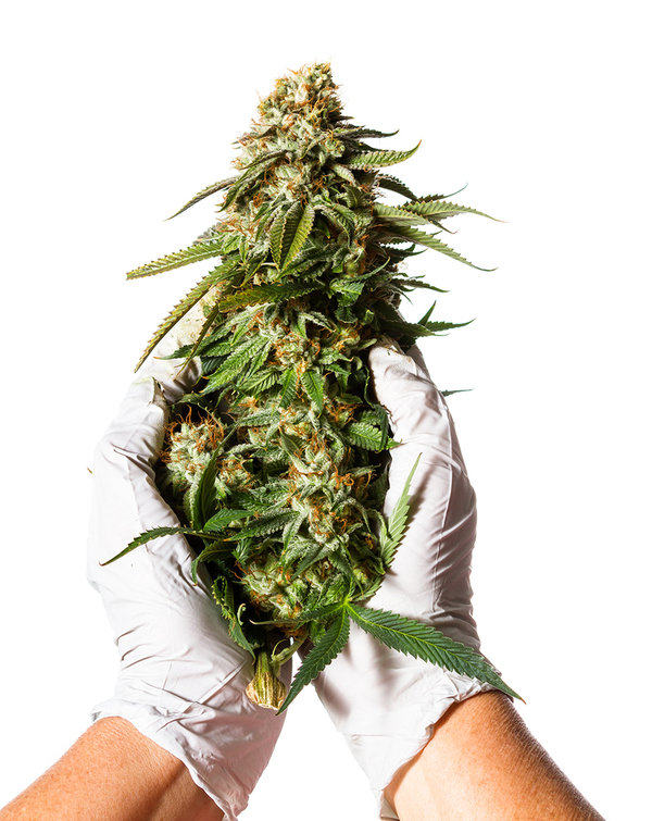 Cannabis bud.