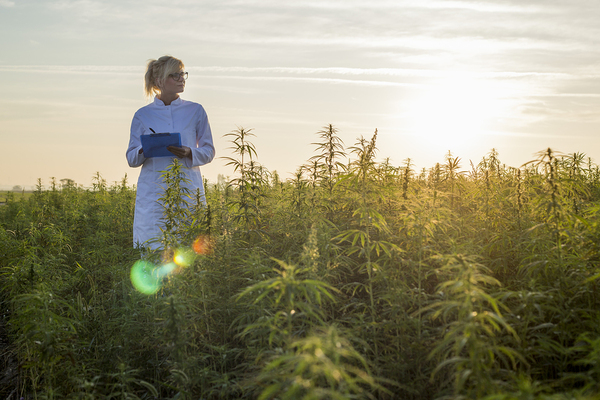 Woman standing in a field of cannabis plants.