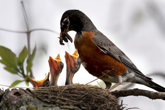 Image of mother robin feeding baby birds. Inbound marketing strategies can help businesses better nurture existing customers. 