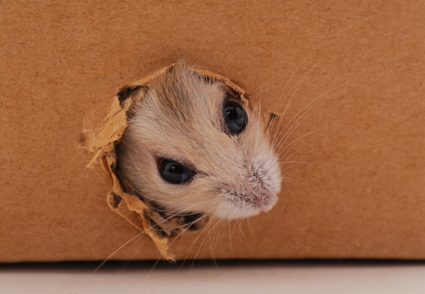 Mouse eating a hole in a cardboard box.