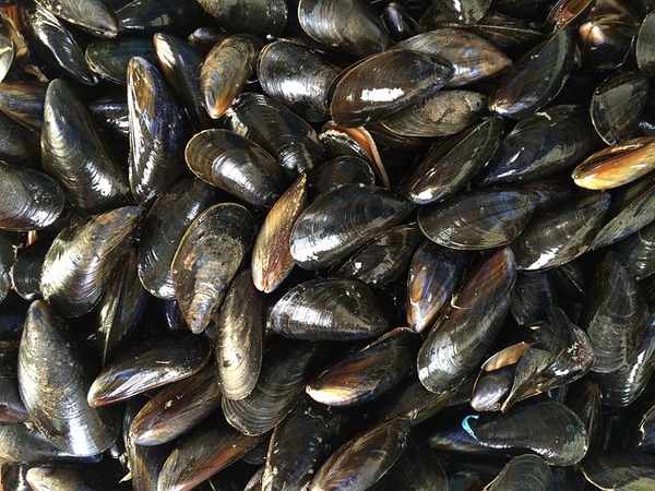 Mussels