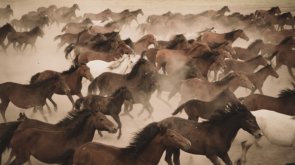 Wild horses.