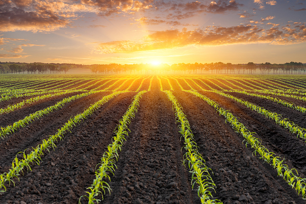 Sun rising over a field.
