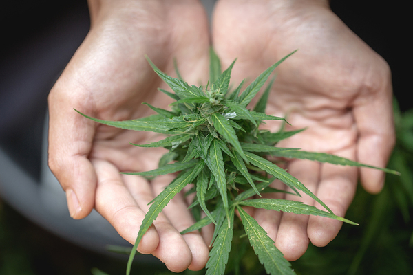 Hands creating a bowl with a cannabis plant.